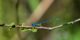 Demoiselle Agrion - 02